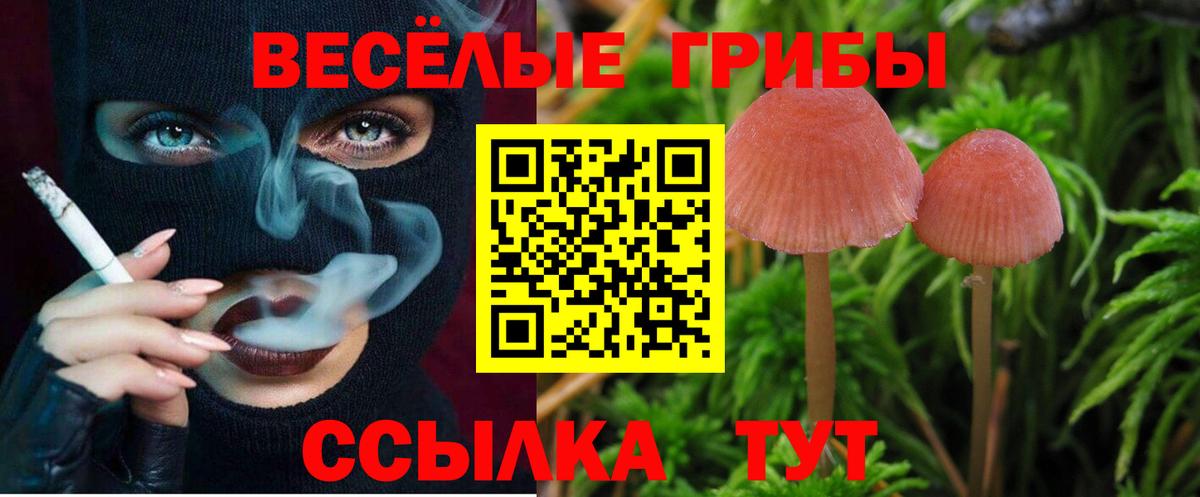 Галлюциногенные грибы прущие грибы  Псилоцибиновые грибы Cubensis  Вход с VPN  Знаменск 